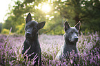 Thai Ridgeback