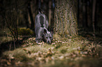 standing Thai Ridgeback