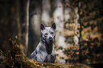 Thai Ridgeback portrait