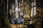 Thai Ridgeback