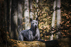 Thai Ridgeback