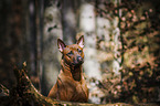 Thai Ridgeback portrait