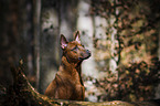 Thai Ridgeback portrait