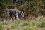 walking Thai Ridgeback