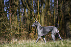 walking Thai Ridgeback