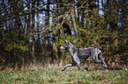 runningThai Ridgeback
