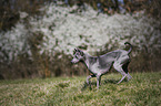 runningThai Ridgeback