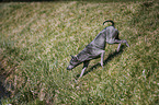 runningThai Ridgeback