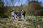 playing Thai Ridgeback