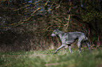 walking Thai Ridgeback