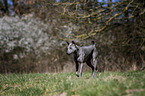 walking Thai Ridgeback