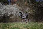 walking Thai Ridgeback