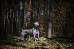 standing Thai Ridgeback
