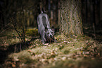 standing Thai Ridgeback