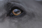 Thai Ridgeback eye