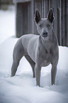 standing Thai Ridgeback