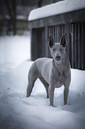 standing Thai Ridgeback