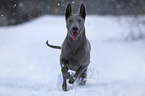 running Thai Ridgeback
