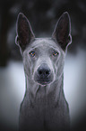 Thai Ridgeback portrait