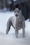standing Thai Ridgeback