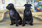 Thai Ridgeback Puppies