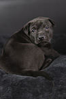Thai Ridgeback Puppy