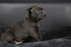 Thai Ridgeback Puppy