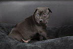 Thai Ridgeback Puppy