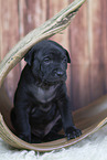 Thai Ridgeback Puppy