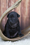 Thai Ridgeback Puppy