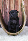 Thai Ridgeback Puppy