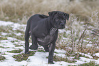 Thai Ridgeback Puppy
