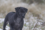 Thai Ridgeback Puppy