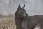 Thai Ridgeback
