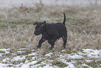 Thai Ridgeback Puppy
