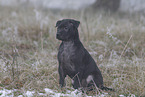 Thai Ridgeback Puppy