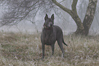 Thai Ridgeback