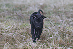 Thai Ridgeback Puppy