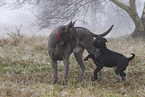Thai Ridgebacks