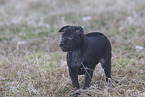 Thai Ridgeback Puppy