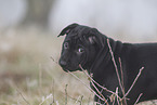 Thai Ridgeback Puppy