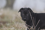 Thai Ridgeback Puppy