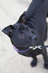 young Thai Ridgeback