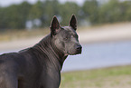 female Thai Ridgeback