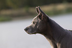 female Thai Ridgeback
