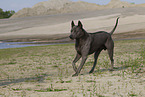 female Thai Ridgeback
