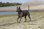 female Thai Ridgeback