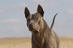 female Thai Ridgeback