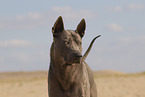 female Thai Ridgeback
