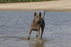 female Thai Ridgeback